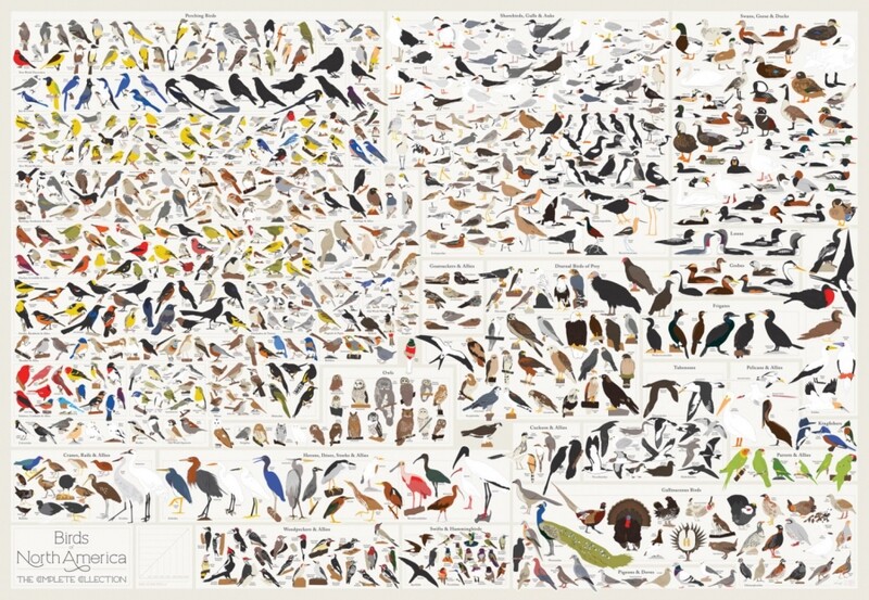 Birds of North America Poster 36&quot;x24&quot;