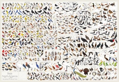 Birds of North America Poster 36"x24"