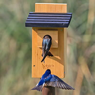 Cedar Bluebird House-Nature Way