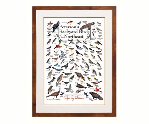 Backyard Birds Poster
