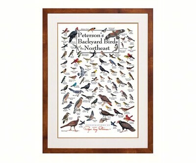 Backyard Birds Poster