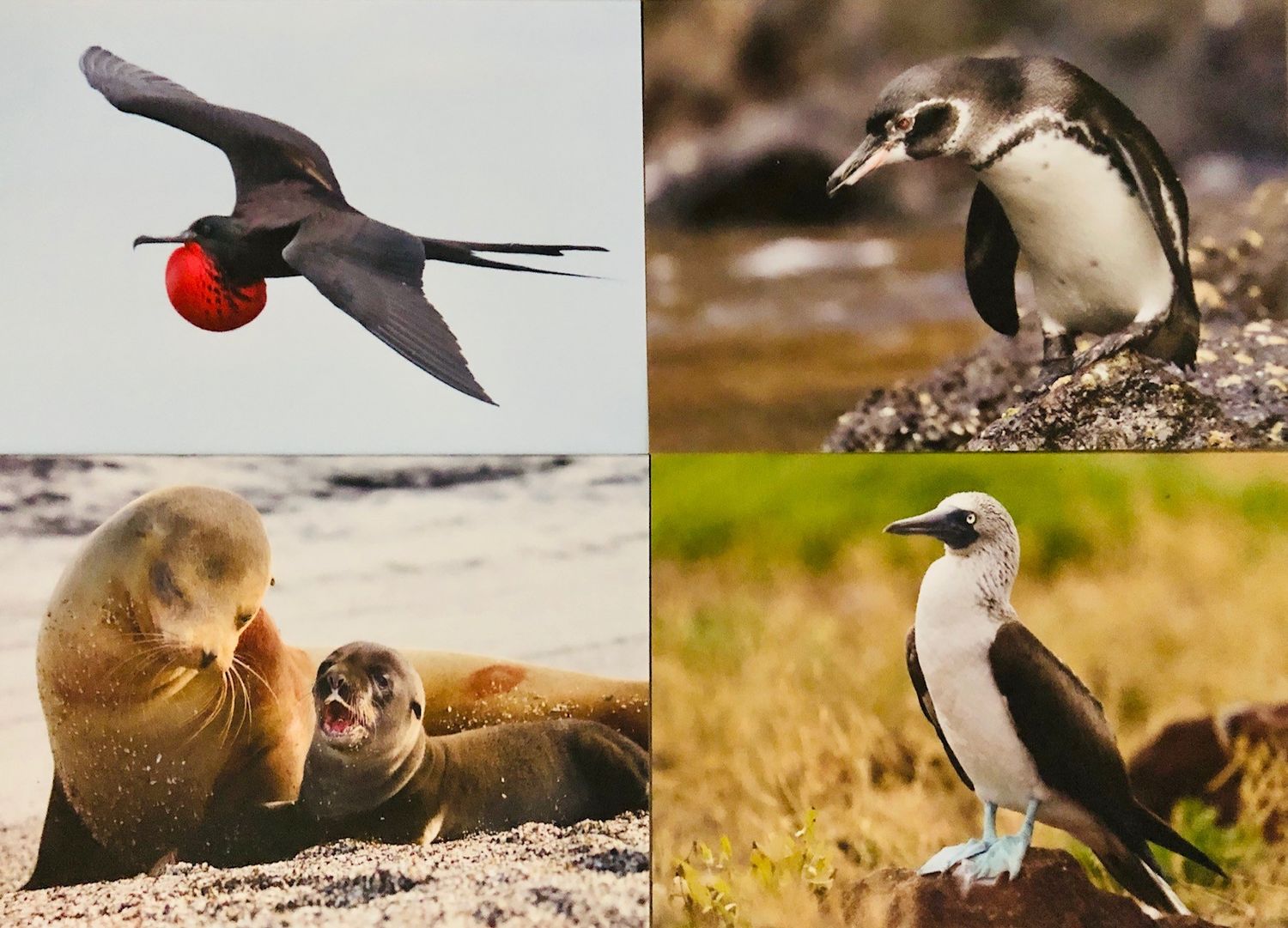 ASRI Galapagos Greeting Cards, Set of 10 Cards