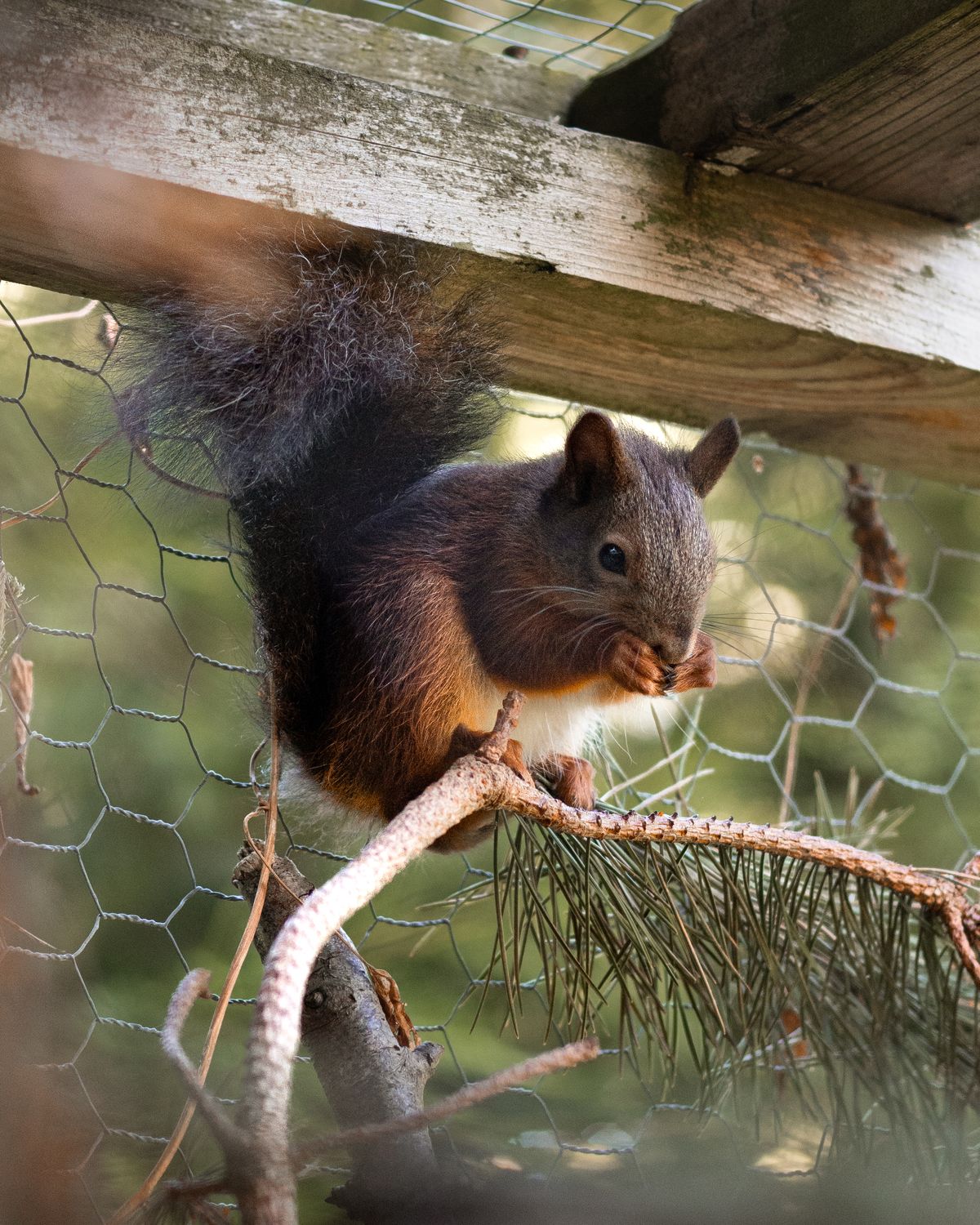 Red squirrel adoption pack