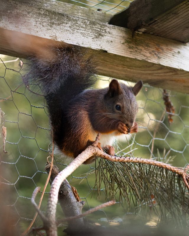 Red squirrel adoption pack