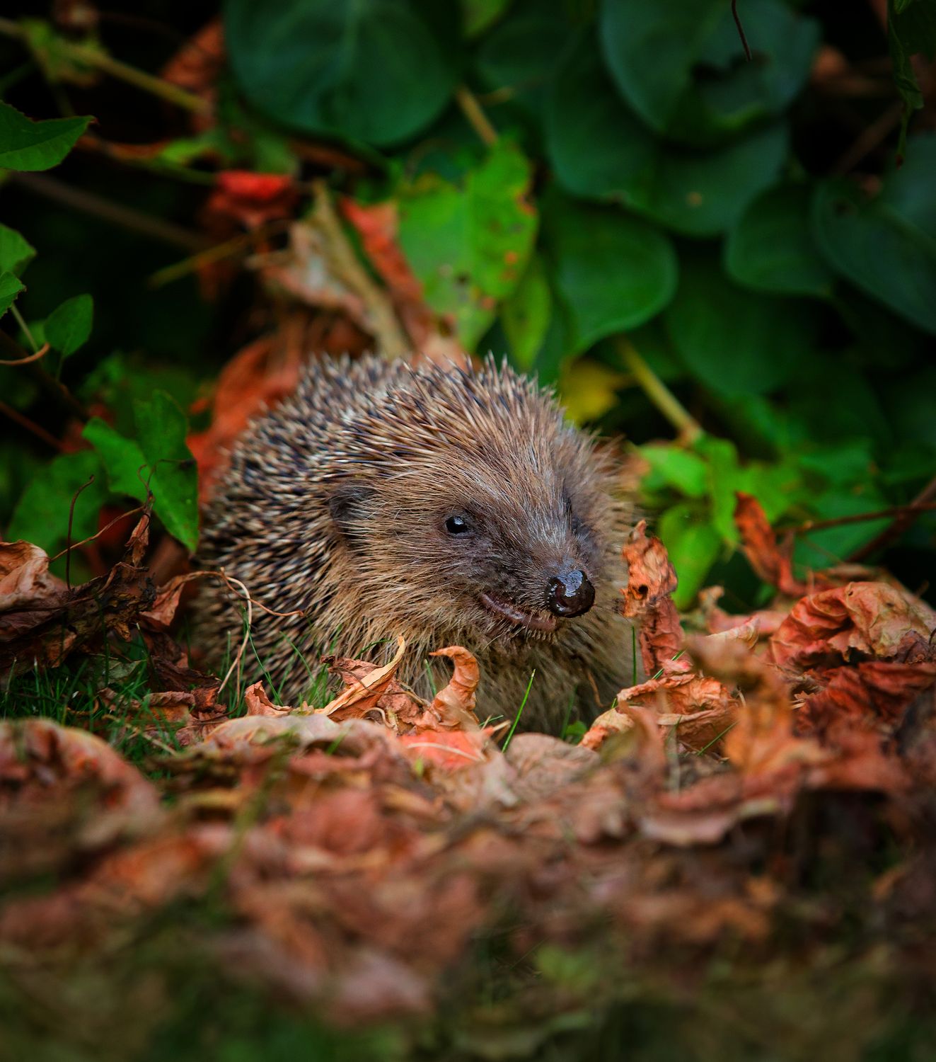 Hedgehog gift adoption pack