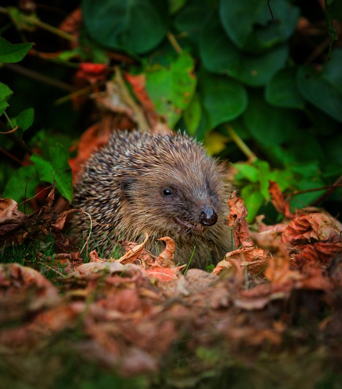 Hedgehog gift adoption pack