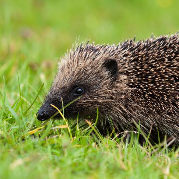 Hedgehog digital adoption pack