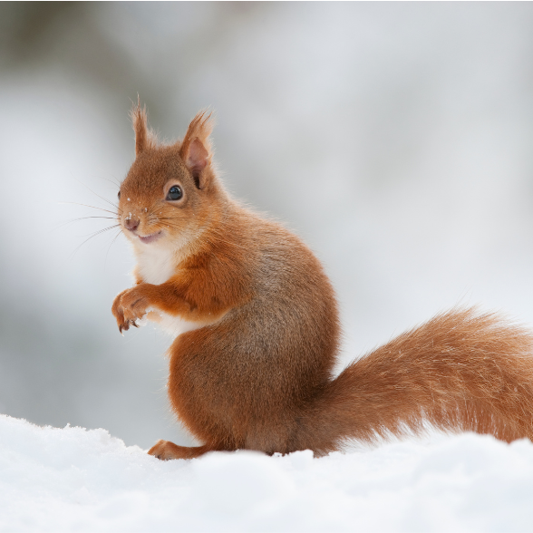 Red squirrel gift adoption pack