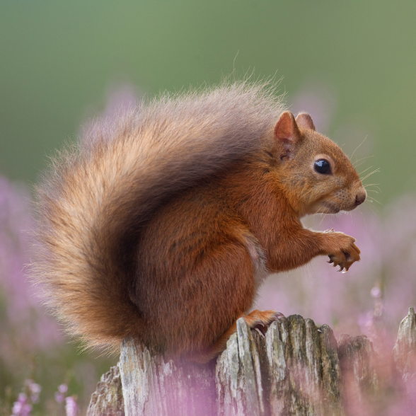 Red squirrel digital adoption pack