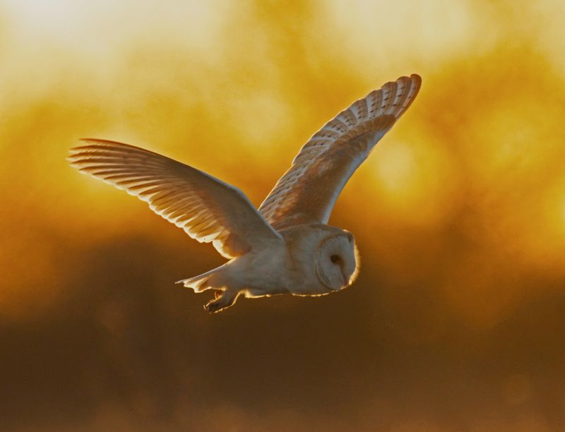 Barn owl adoption pack