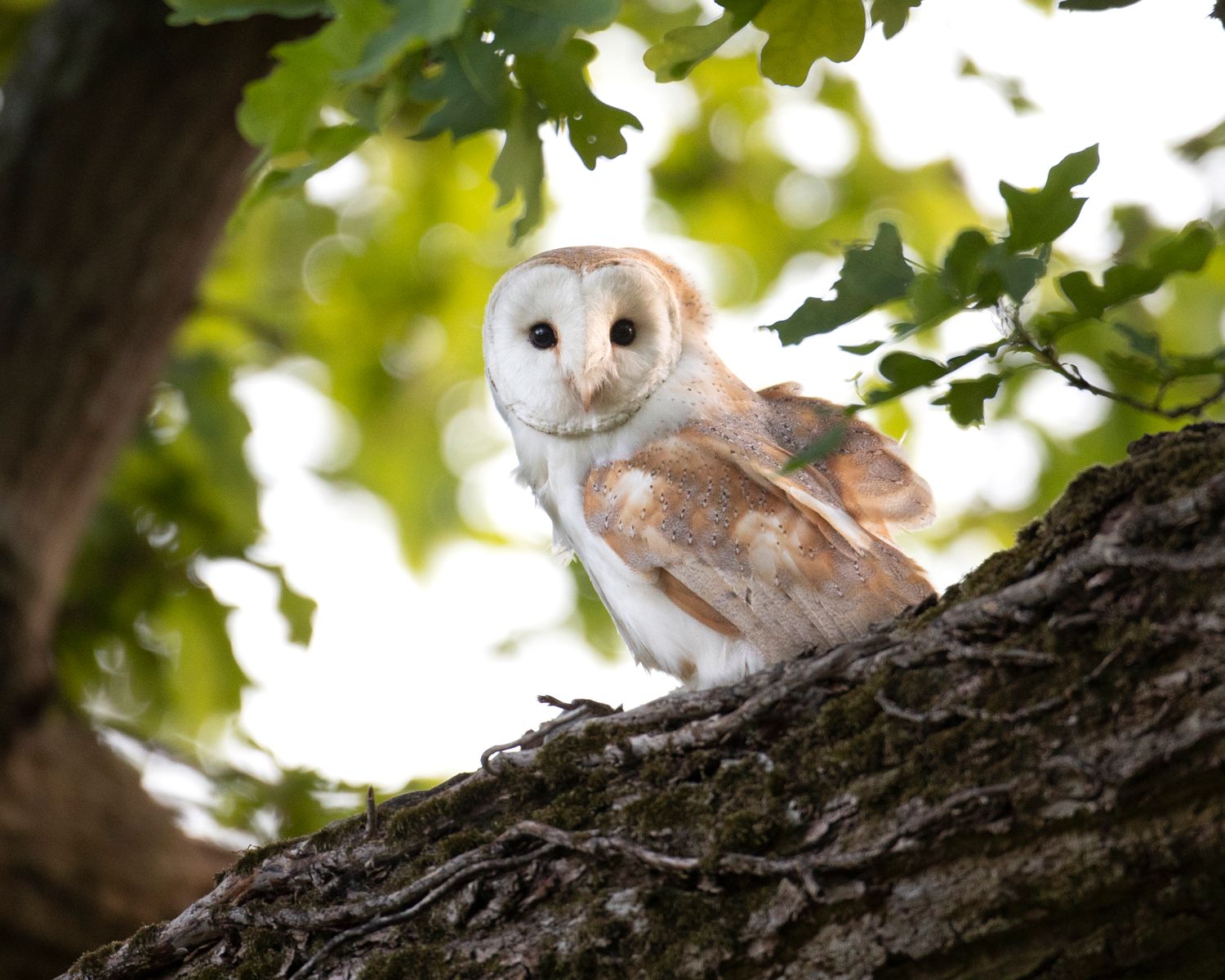 Barn owl digital pack