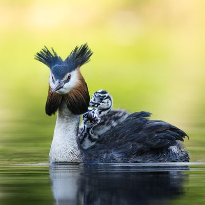 2026 Wildlife calendar