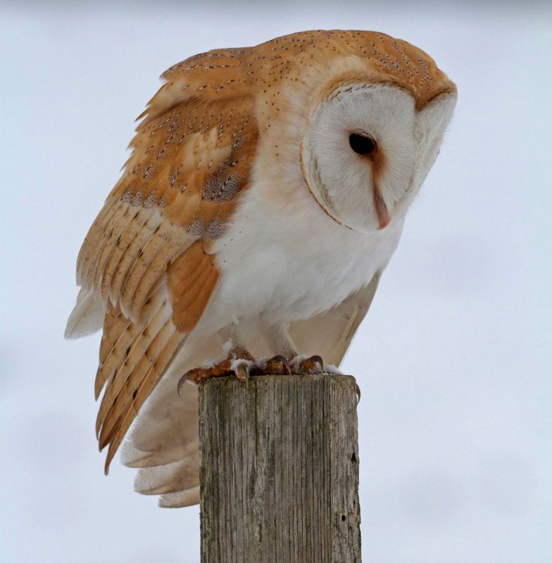 Barn owl gift adoption pack