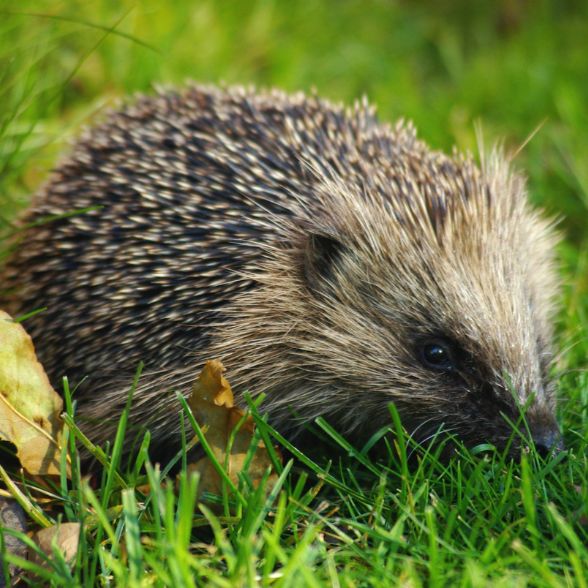 Hedgehog adoption pack