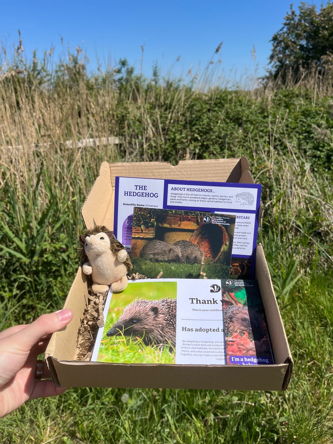 Hedgehog gift adoption pack