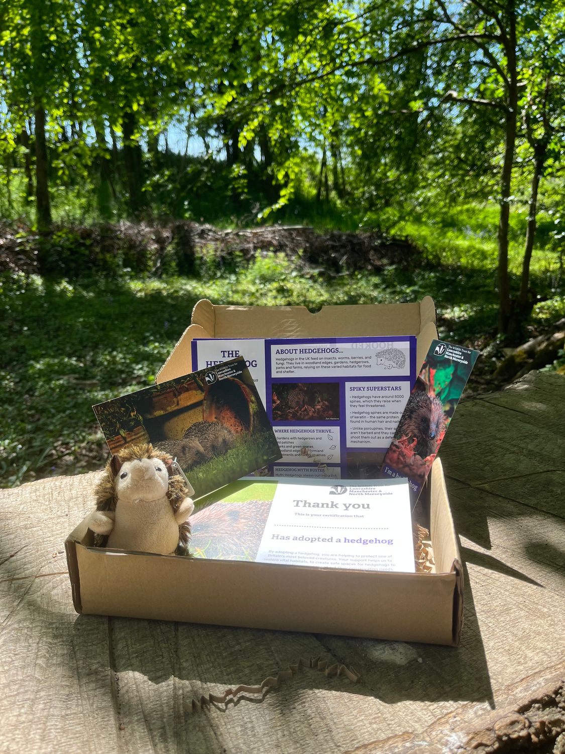 Hedgehog gift adoption pack