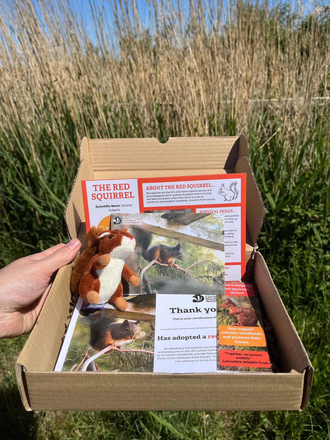 Red squirrel gift adoption pack
