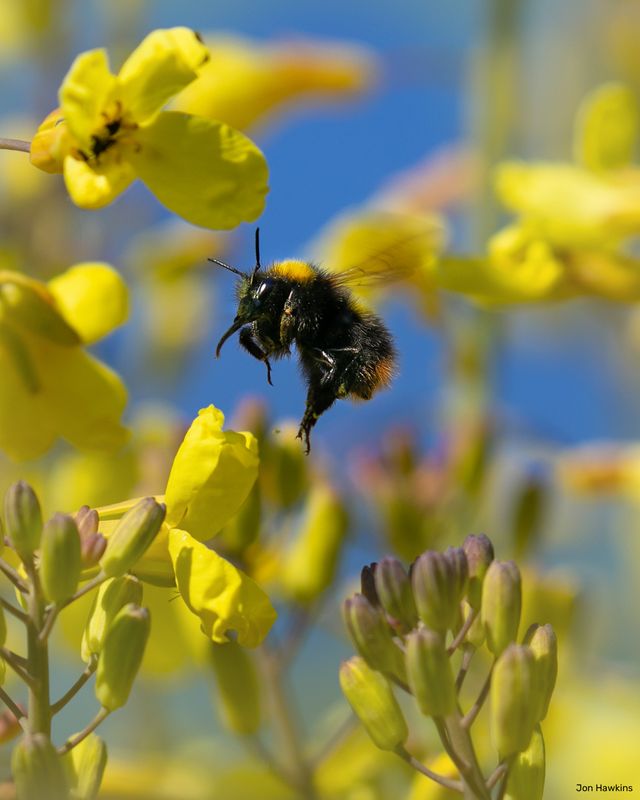 Bee adoption pack