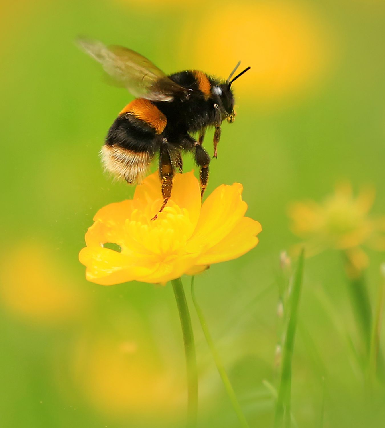 Bee gift adoption pack