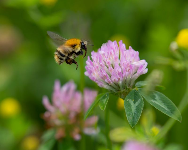 Bee digital adoption pack