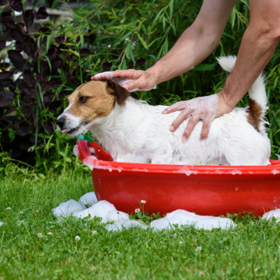 Shampoo líquido para mascotas - retornable