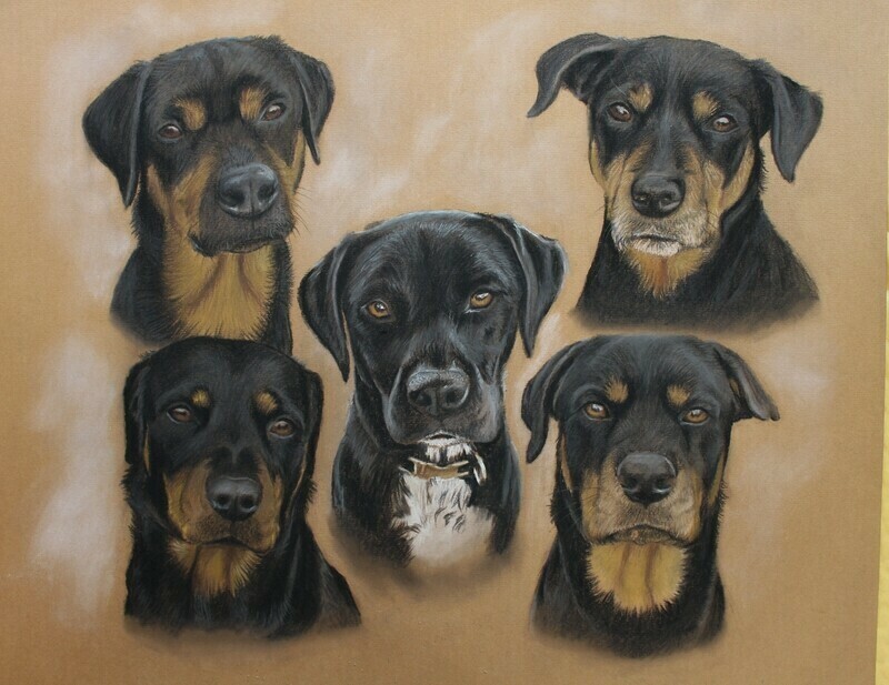 Colour Portrait of 5 Animals
