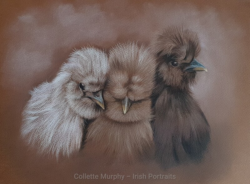 Foul / Bird Portraits