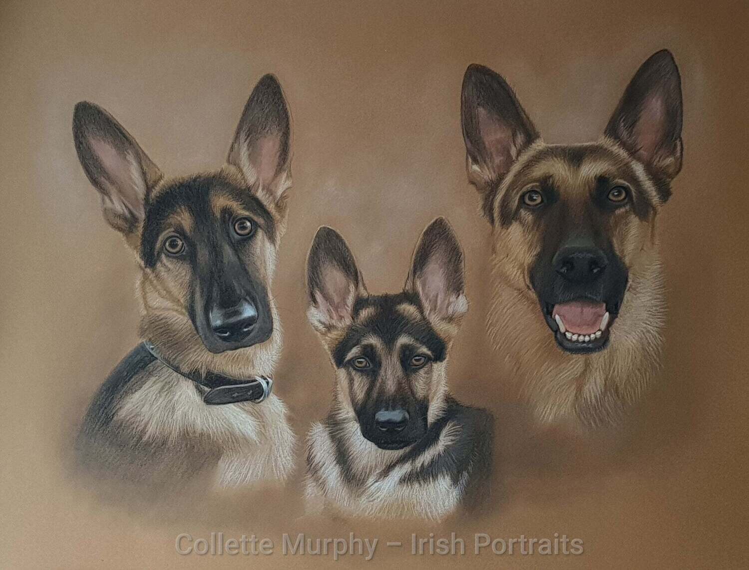 Colour Portrait of 3 Animals