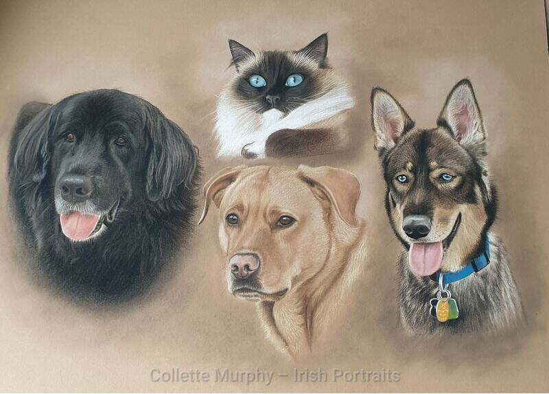 Colour Portrait of 4 Animals