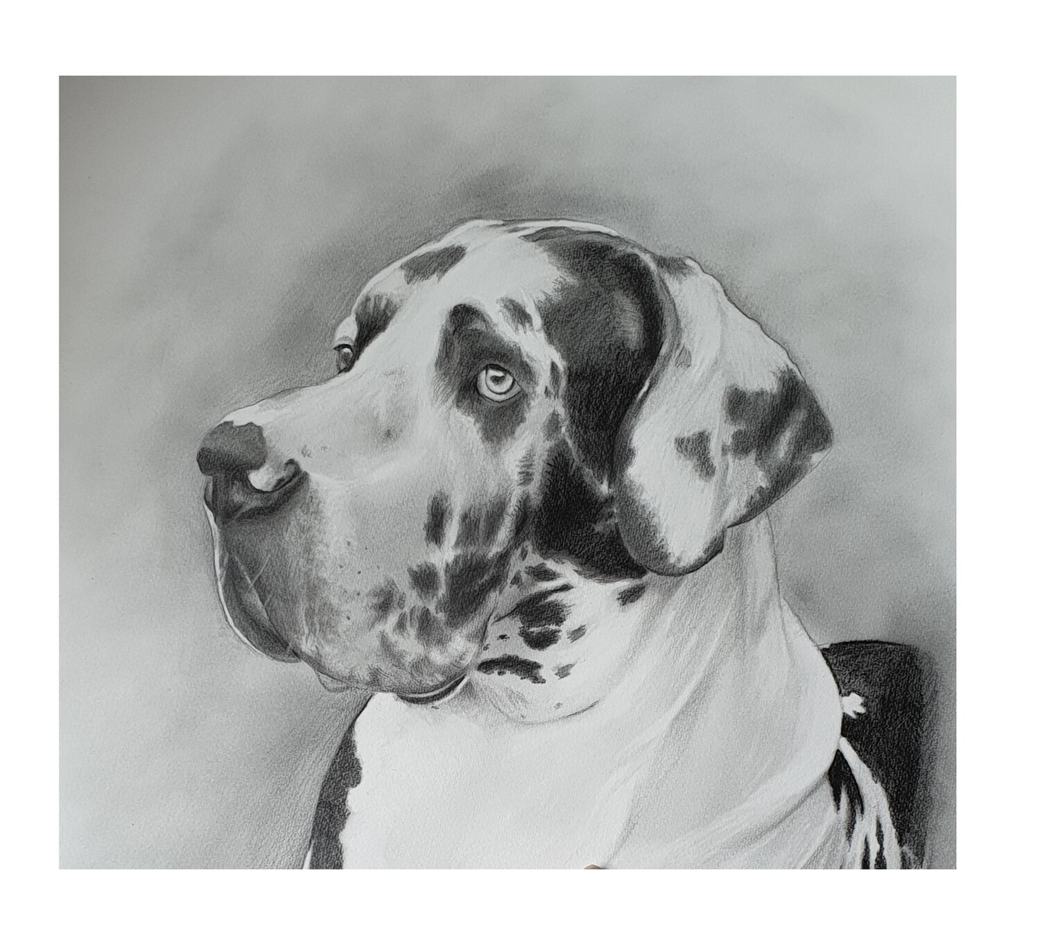 Pencil Portrait of 1 animal