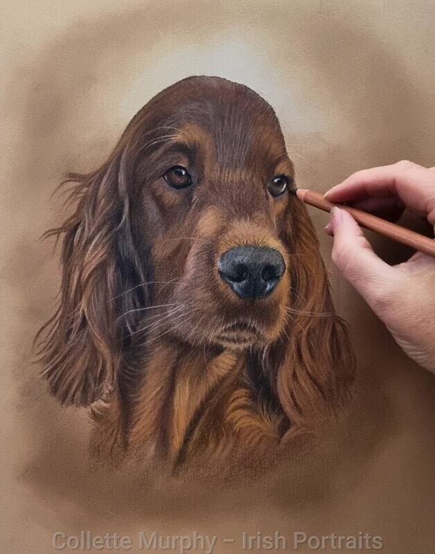 Colour Portrait of 1 animal