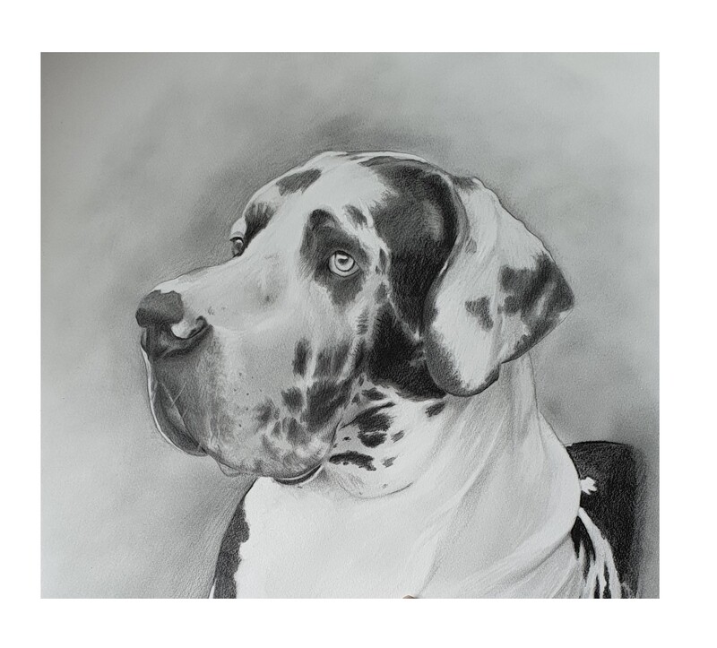 Pencil Portrait of 1 animal