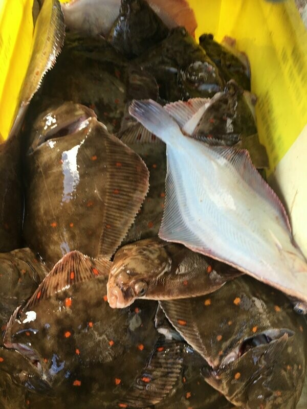 Wild Plaice