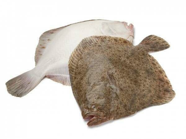 Wild Turbot