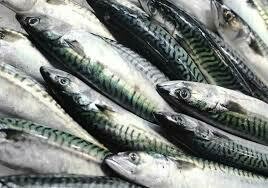 Wild Mackerel