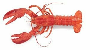 Wild Caught Lobster