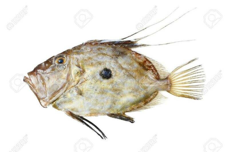Wild John Dory