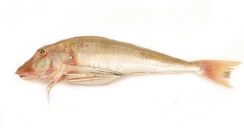 gurnard