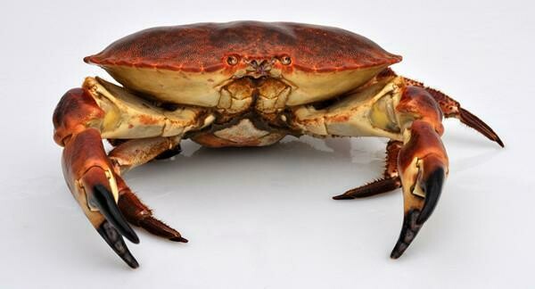 Wild Whole Cooked Crab