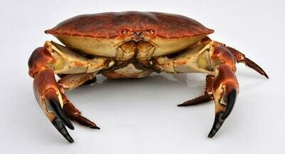 Whole Cooked Crab