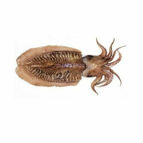 Wild Cuttle Fish