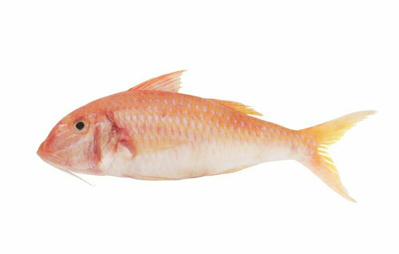 Wild Red Mullet