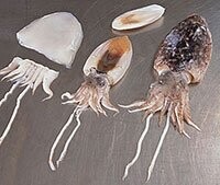 small cuttlefish - Bait