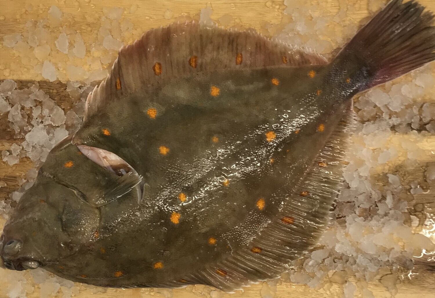 Wild Plaice (small)