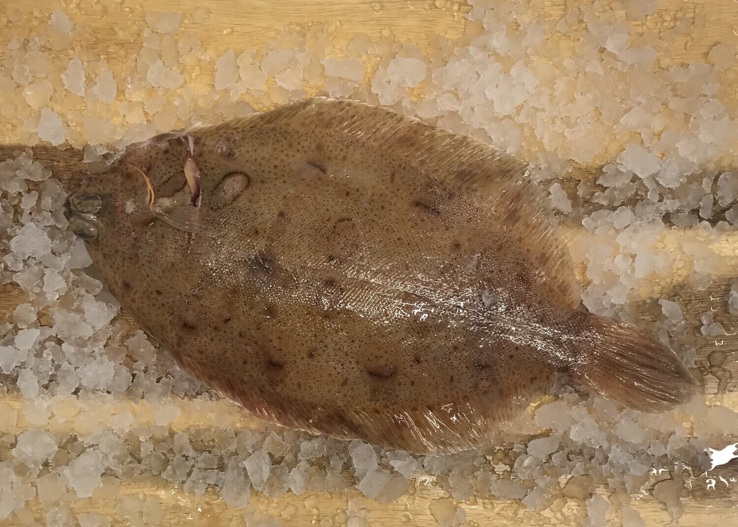 Wild Lemon Sole (small)