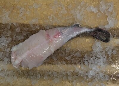 Monkfish (small)