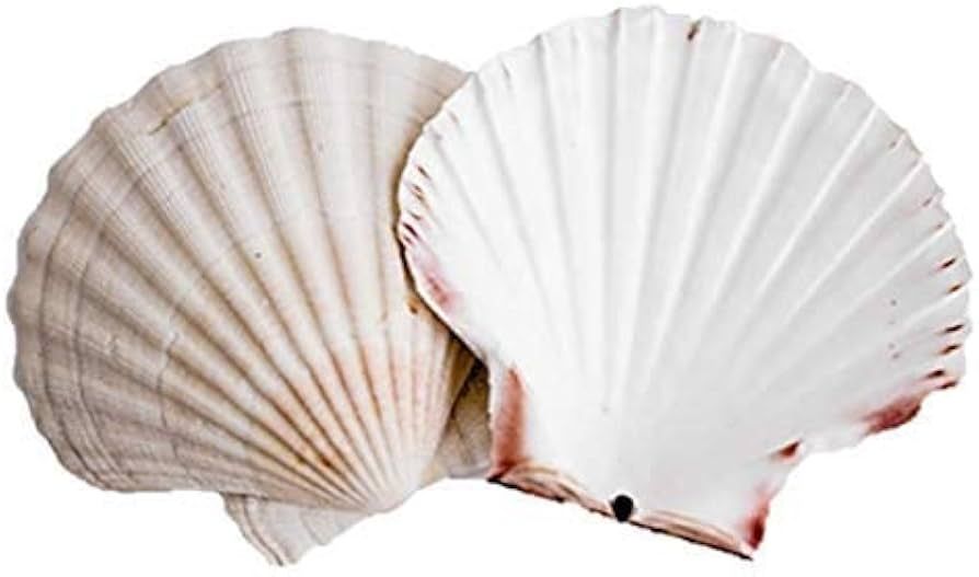 Scallop Shells