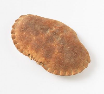 crab shell