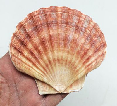 Scallop Shells