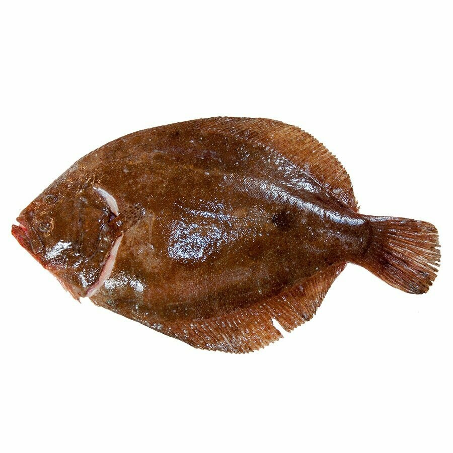 Wild Caught Brill Wild Caught Brill